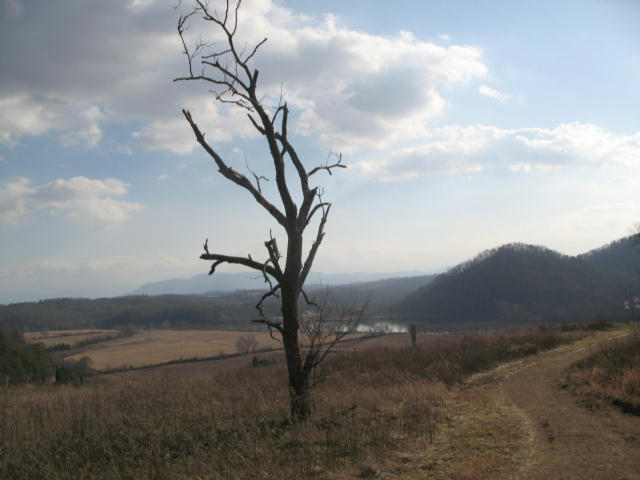 I thought this dead tree was cool looking. 